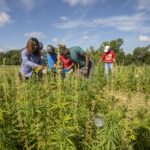 Hemp research: Helping farmers navigate a new field