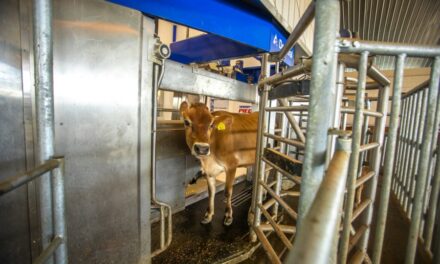 Milking the Moment: N.C. A&T Dairy Brings Tech to the Barn